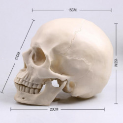 Pflame Målning Skalle Albuginea Vit Embryo Harts Modell Medicinsk Realistisk Lifesize 1 1 Konst Undervisning