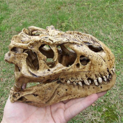 Pflame Retro N 1 12 Tyrannosaurus Skala Harts Dinosaurie Skalle Modell Collectible