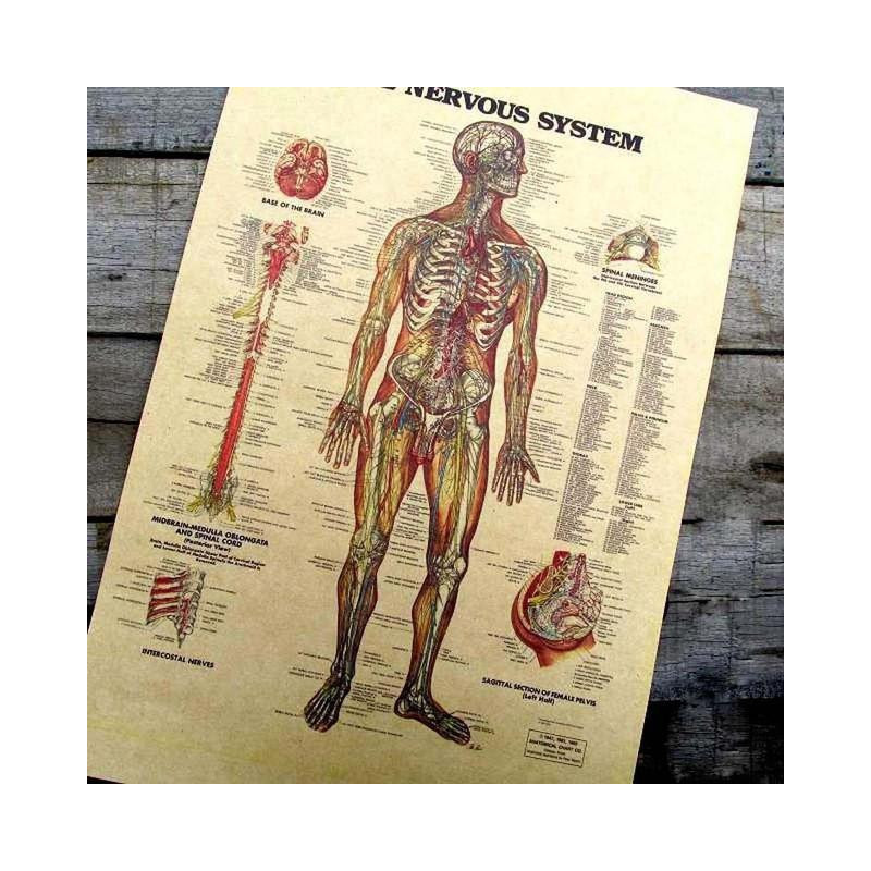 Adesivo De Parede Årgång Stil Retro Papper Affisch Giftsthe Muskler Av De Kropp Strukturera Vägg Vinil