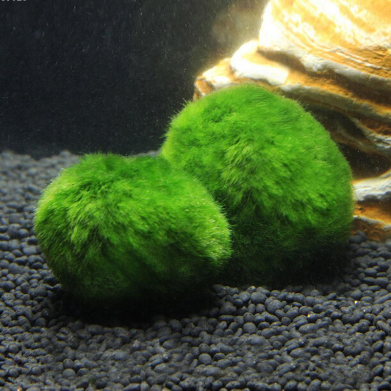 34 Cm Cladophora Leva Akvarium Växt Fisk Tank Räka Nano För Marimo Mossa Bollar Fisk Tank Ydnad L50