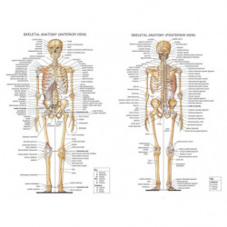 Mänsklig Kropp Anatomisk...