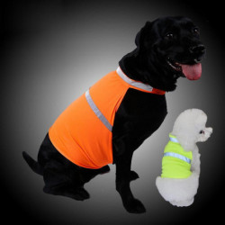 Husdjur Fluorescerande...