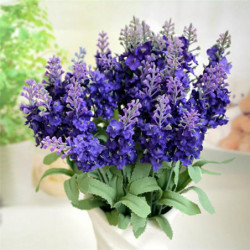 Lila Ovence Lavendel Blomma...